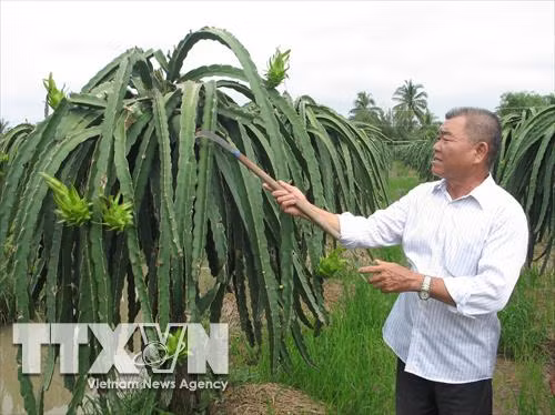 Ông Tư chăm sóc vườn thanh long. Ảnh: Minh Trí - TTXVN