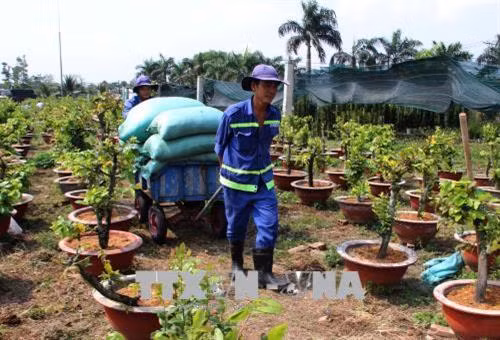 Công nhân chăm sóc vườn mai với hơn 2.000 cây mai cảnh. Ảnh: Xuân Dự - TTXVN