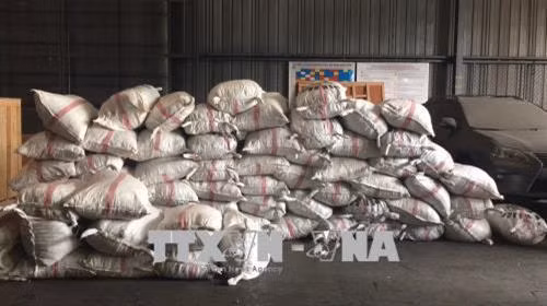 Vảy tê tê được cất giấu tinh vi trong các bao tải được khai là hạt điều để qua mặt các cơ quan chức năng. Ảnh: Anh Tuấn – TTXVN