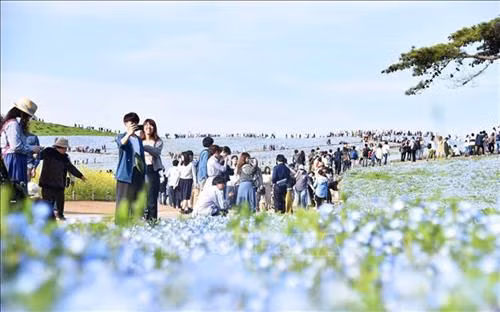 Du khách ngắm hoa Nemophila tại công viên Hitachi Seaside Park. Ảnh:Thành Hữu - PV TTXVN tại Nhật Bản Hoa Nemophila tạo nên một dải màu xanh trải dài vô tận. Ảnh: Thành Hữu - PV TTXVN tại Nhật Bản Hoa Nemophila theo tiếng Hy Lạp còn được gọi là hoa "tình yêu bé nhỏ". Ảnh: Thành Hữu - PV TTXVN tại Nhật Bản Đồi hoa Nemophila tại công viên Hitachi Seaside Park. Ảnh: Thành Hữu - PV TTXVN tại Nhật Bản