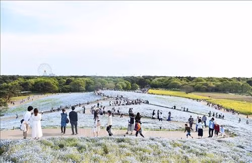 Du khách ngắm hoa Nemophila tại công viên Hitachi Seaside Park. Ảnh:Thành Hữu - PV TTXVN tại Nhật Bản Hoa Nemophila tạo nên một dải màu xanh trải dài vô tận. Ảnh: Thành Hữu - PV TTXVN tại Nhật Bản Hoa Nemophila theo tiếng Hy Lạp còn được gọi là hoa "tình yêu bé nhỏ". Ảnh: Thành Hữu - PV TTXVN tại Nhật Bản Đồi hoa Nemophila tại công viên Hitachi Seaside Park. Ảnh: Thành Hữu - PV TTXVN tại Nhật Bản
