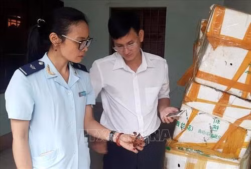 Lực lượng Hải quan Cửa khẩu quốc tế Lào Cai thu giữ lô hàng được xác định là tôm càng đỏ nhập lậu vào tỉnh Lào Cai. Ảnh: Quốc Khánh - TTXVN