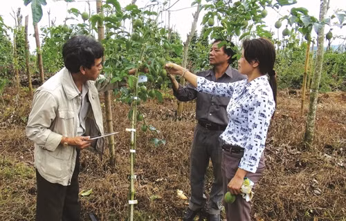 Cán bộ nông nghiệp huyện Mang Yang kiểm tra các mô hình trồng cây chanh dây trên địa bàn