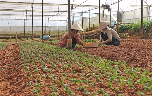 Thời tiết khá thuận lợi cho việc chăm sóc hoa nở đúng dịp Tết