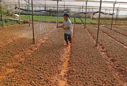 Người dân Đà Lạt chăm sóc vườn hoa phục vụ thị trường Tết Nguyên đán