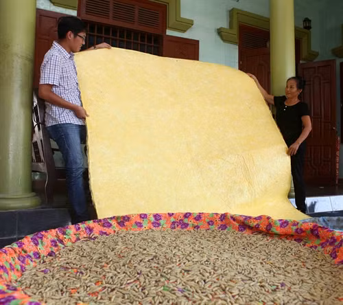 Tấm thảm tằm tự đan có hai mặt, một mặt vàng óng là mặt chính.