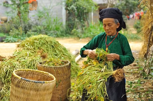Ít có vật dụng nào gần gũi và gắn bó với người Mông như chiếc quẩy tấu, khi đi nương quẩy tấu đựng dụng cụ lao động từ nhà lên nương, khi về nhà quẩy tấu lại đựng các sản vật từ nương về nhà.