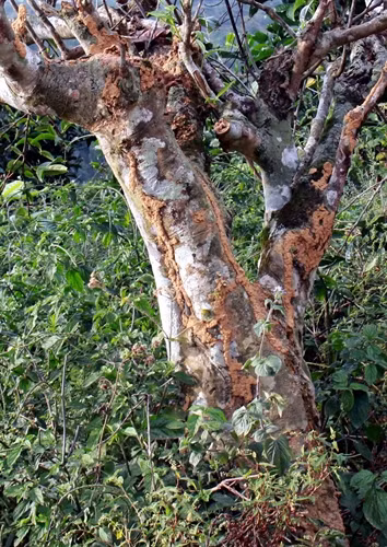Nhiều cây chè hàng trăm năm tuổi bị chết vì bị mối ăn.