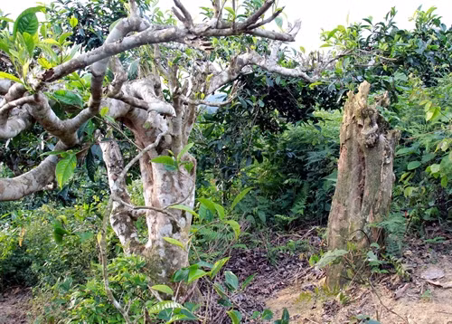 Nhưng cây chè cổ thụ từng là niềm tự hào của người dân nơi đây đang rơi vào tình trạng kêu cứu.