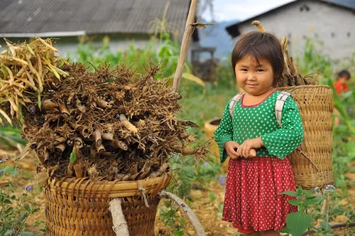 Kích thước của quẩy tấu là không hạn định, tuỳ theo khả năng sử dụng mà người ta đan quẩy tấu to hay nhỏ. Cái to dành cho người cường tráng khoẻ mạnh, cái nhỏ dành cho đàn bà con gái và trẻ con.