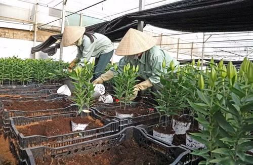 Chăm sóc hoa lyly tại Công ty Đà Lạt Hasfarm, thành phố Đà Lạt