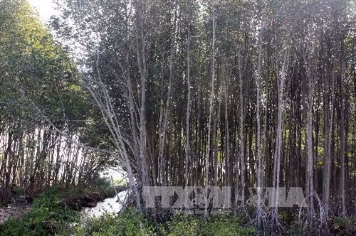 Rừng phòng hộ ven biển do người dân trồng tại huyện Hòn Đất.
