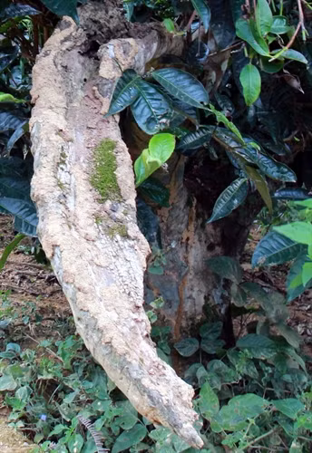 Nhiều cây chè hàng trăm năm tuổi đang chết dần chết mòn.