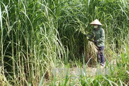 Gia đình chị Trương Thị Thảo ở xã Châu Thái, Quỳ Hợp, tỉnh Nghệ An trồng cỏ để nuôi bò nhốt thu lãi hơn trăm triệu đồng một năm. Ảnh: Thanh Tùng - TTXVN