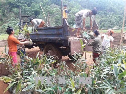 Cán bộ Lâm nghiệp đang cùng người dân vận chuyển giống cây Ba Kích và Sa nhân tím đem đi trồng tại khu vực rừng Pù Hu. Ảnh: Nguyễn Nam-TTXVN