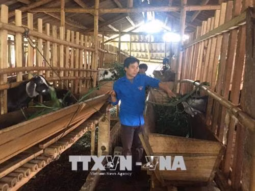 Anh Phạm Văn Châu chăm sóc đàn dê. Ảnh: Nguyễn Nam-TTXVN