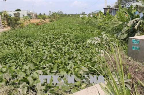 Lục bình đang xâm lấn nặng nề nhiều tuyến kênh mương nội đồng ở tỉnh Tiền Giang, gây ảnh hưởng đế vvai trò trong tưới tiêu, phòng chống hạn mặn vào mùa khô 2018. Ảnh: Minh Trí - TTXVN