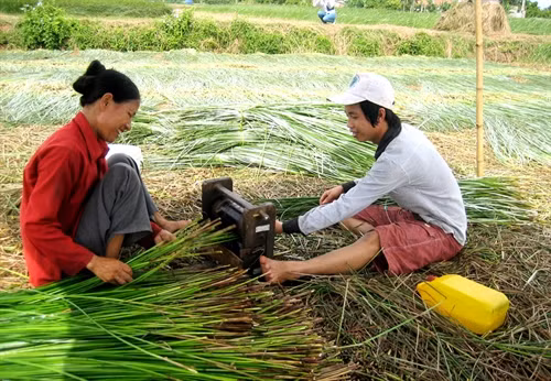 Với 20 triệu đồng vốn ưu đãi, gia đình chị Mai Thị Luyến ở xã Nga Thủy đã cải tạo đồng cói, đầu tư giống cói mới cho năng suất, chất lượng cao