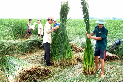 Gia đình anh Mai Văn Tân ở xã Nga Thanh vay 30 triệu vốn hộ nghèo đầu tư trồng cói mang lại hiệu quả kinh tế khá, mỗi năm thu về hàng chục triệu đồng từ việc bán nguyên liệu