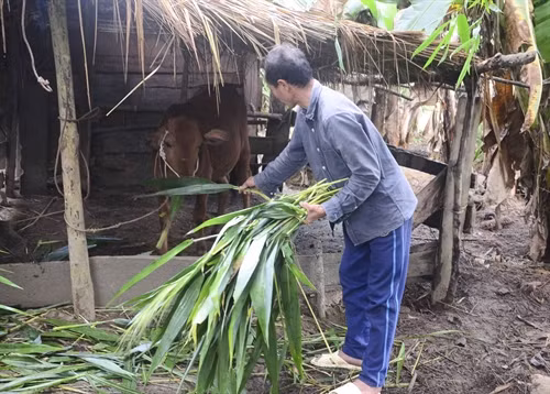 Bà con tập trung chăn nuôi phát triển kinh tế.