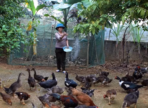 Từ khi chuyển tới điểm tái định cư Nậm Nui, Nậm Ke, xã Đồng Văn, huyện Quế Phong (Nghệ An), gia đình chị Lang Thị Minh đã chuyển đổi sang phát triển kinh tế theo hướng chăn nuôi tập trung để có thu nhập ổn định