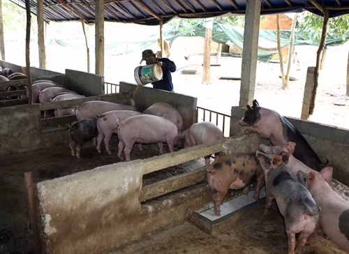 Khu nuôi lợn thịt của trang trại.