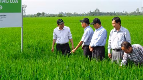 Khảo sát trực tiếp tại cánh đồng lúa sản xuất theo mô hình canh tác lúa lý tưởng. Ảnh :dongthap.gov.vn