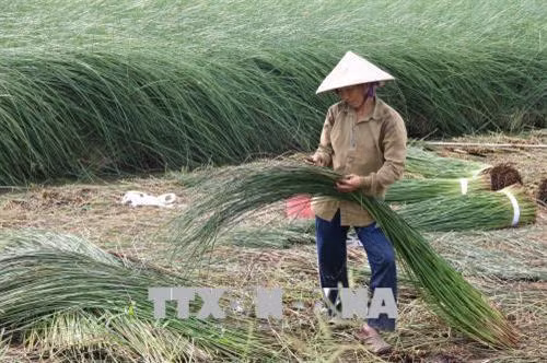 Nông dân xã Đức Mỹ, huyện Càng Long thu hoạch lác. Ảnh : TTXVN phát.