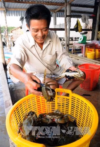 Cua là một trong những sản vật đặc trưng của Đất Mũi. Ảnh: An Hiếu - TTXVN