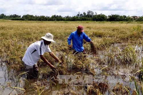 5 công ruộng lúa hè thu của gia đình anh Đặng Văn Hể, ấp 6, xã Khánh Bình Đông, huyện Trần Văn Thời bị ngã đổ hoàn toàn. Ảnh: Kim Há-TTXVN