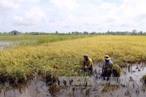 20 công lúa hè thu của hộ dân Trần Quốc Yên, xã Khánh Bình Đông, huyện Trần Văn Thời bị ngập úng, ngã đổ do ảnh hưởng mưa lớn dài trong những ngày qua. Ảnh: Kim Há -TTXVN