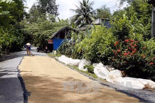 Nông dân xã Khánh Bình, huyện Trần Văn Thời tranh thủ phơi lúa lúc trời có nắng. Ảnh: Kim Há-TTXVN