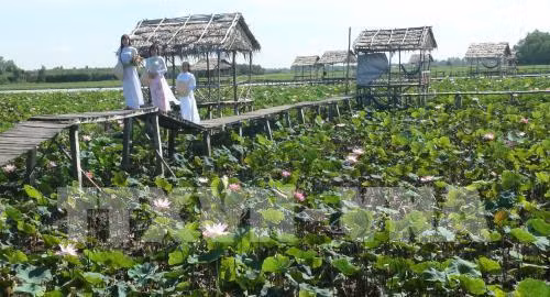 Khai mạc Ngày hội sen Đồng Tháp ảnh 1