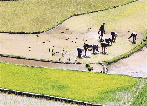 Bộ đội biên phòng cửa khẩu Lóng Sập, huyện Mộc Châu giúp đồng bào sản xuất vụ đông xuân