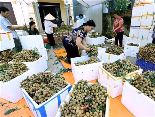 Phân loại, đóng gói sản phẩm nhãn để xuất khẩu tại Hợp tác xã Nễ Châu, xã Hồng Nam, thành phố Hưng Yên. Ảnh (tư liệu): Vũ Sinh – TTXVN