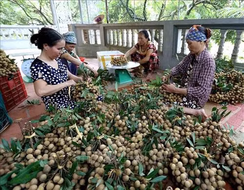Phân loại, đóng gói sản phẩm nhãn để xuất khẩu tại Hợp tác xã Nễ Châu, xã Hồng Nam, thành phố Hưng Yên. Ảnh (tư liệu): Vũ Sinh – TTXVN