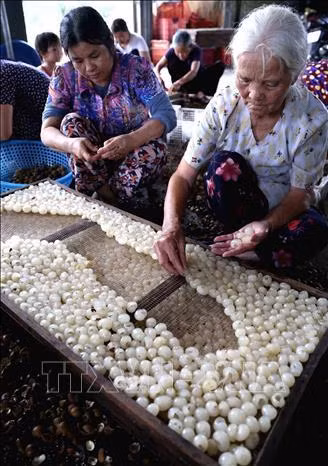 Nghề làm long nhãn ở thôn Nễ Châu, xã Hồng Nam, thành phố Hưng Yên đã có từ lâu đời và được truyền từ đời này sang đời khác. Ảnh: Vũ Sinh - TTXVN