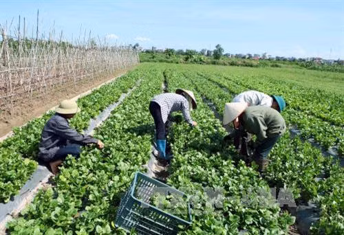 Nông dân xã Trung Nghĩa thu hoạch rau sạch theo tiêu chuẩn VietGAP. Ảnh: Phạm Kiên - TTXVN