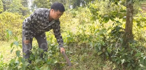 Người dân xã Xuân Mai, huyện Văn Quan vệ sinh rừng hồi sau thu hoạch. Ảnh: baolangson.vn