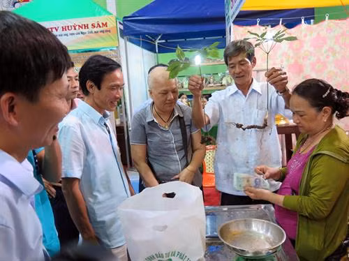Khách hàng tìm hiểu để mua sâm Ngọc Linh bày bán tại hội chợ. Ảnh: Nguyễn Sơn - TTXVN