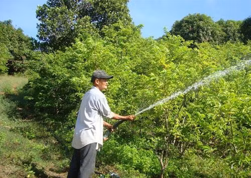 Vườn mãng cầu cho thu nhập trên 350 triệu đồng/năm của ông Tường