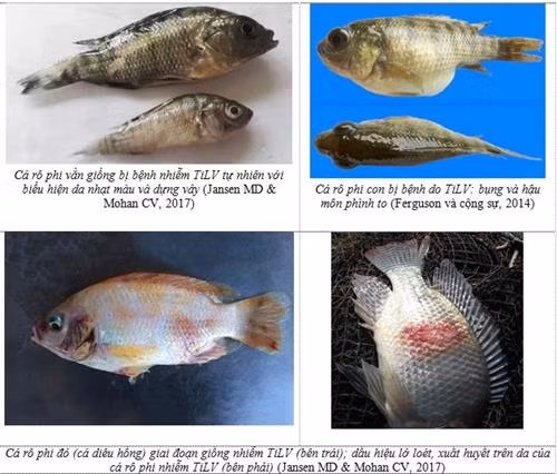 Một số hình ảnh cá rô phi bị bệnh do TiLV gây ra