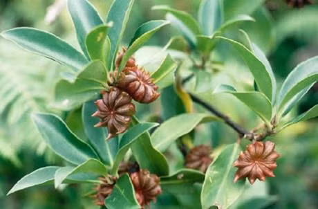 Hồi Lạng Sơn. Ảnh: Cassia.