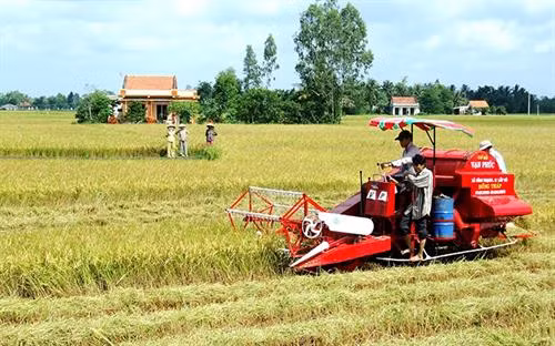 Thu hoạch lúa bằng máy trên cánh đồng lớn tại ấp Gò Gòn, xã Hưng Thạnh, huyện Tân Hưng (Long An). Ảnh: nhandan.com.vn