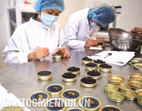 Hiện nay, trứng cá tầm chủ yếu cung cấp cho thị trường trong nước với sản lượng chỉ vài tấn/năm
