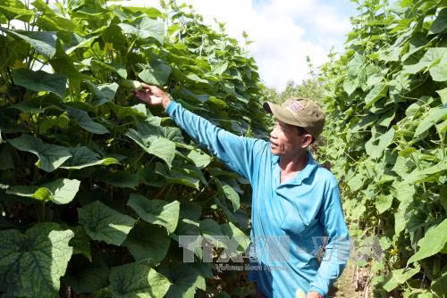 Ông Huỳnh Văn Thảnh trồng dưa leo trên phần đất nhận giao khoán rừng, mỗi năm cho thu nhập gần 100 triệu đồng. Ảnh: Lê Sen