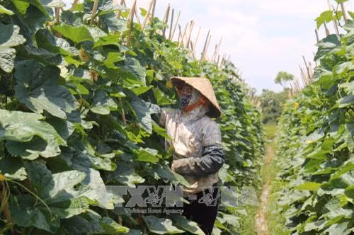 Mô hình trồng bí xanh của hợp tác xã dịch vụ nông nghiệp Nhân Lý xã Phú Xuân, huyện Bình Xuyên, tỉnh Vĩnh Phúc. Ảnh: Nguyễn Thảo - TTXVN