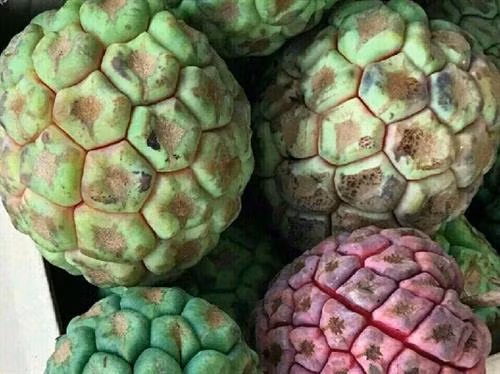 Na rừng nặng tới 4 kg mỗi quả có giá tiền triệu ảnh 3