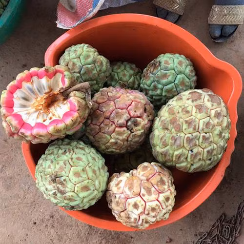 Na rừng nặng tới 4 kg mỗi quả có giá tiền triệu ảnh 1