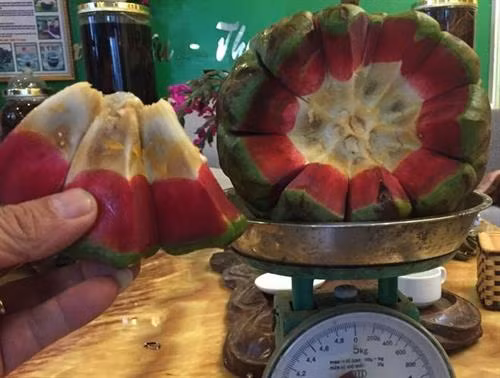 Na rừng nặng tới 4 kg mỗi quả có giá tiền triệu ảnh 4